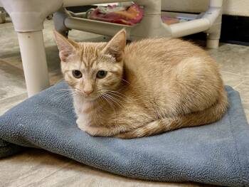 Orpington -  Domestic Short Hair Cat for Adoption in Fargo, North Dakota - Orpington | PetCurious