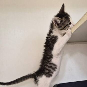 Ladybug -  Domestic Short Hair and Mixed Breed Cat for Adoption in Woodstock, Illinois - Ladybug | PetCurious