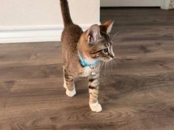 Hatch -  Tabby Cat for Adoption in San Antonio, Texas - Hatch | PetCurious