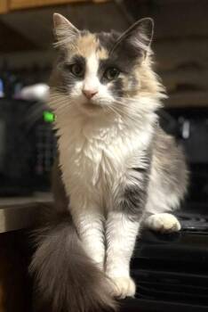 Phoebe -  Domestic Medium Hair Cat for Adoption in Adrian, Michigan - Phoebe | PetCurious