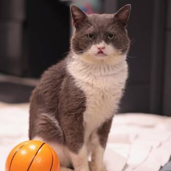 Domestic Short Hair Cats Available for Adoption - Cable Car | PetCurious