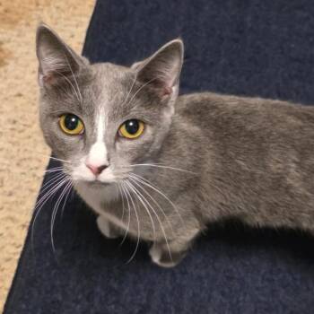 Domestic Short Hair Cats Available for Adoption in Fredericksburg, Virginia - Lylia | PetCurious