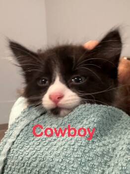 Rescue Domestic Long Hair Cats for Adoption in New Bern, North Carolina - COWBOY Kitten | PetCurious