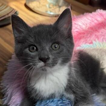 Olaf -  Domestic Medium Hair Cat for Adoption in Kenhorst, Pennsylvania - Olaf | PetCurious