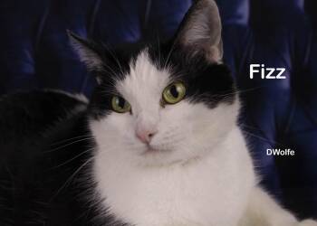 Fizz -  Tuxedo Cat for Adoption in York, Nebraska - Fizz | PetCurious