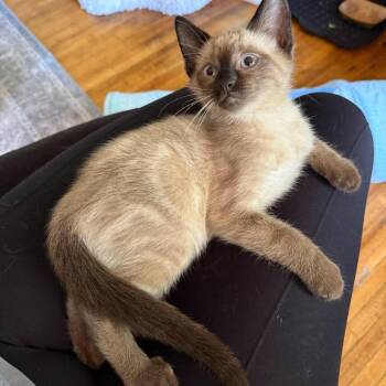 Siamese and Domestic Short Hair Cats Available for Adoption in Plainfield, Illinois - Seymour | PetCurious