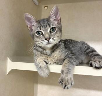 Bobo - available 10/1 -  Domestic Short Hair Cat for Adoption in Elmsford, New York - Bobo - Available 10/1 | PetCurious