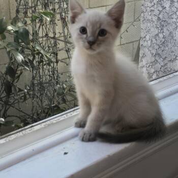 Comet -  Siamese Cat for Adoption in Los Angeles, California - Comet | PetCurious