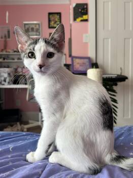 Rainy -  Domestic Short Hair Cat for Adoption in Catasauqua, Pennsylvania - Rainy | PetCurious