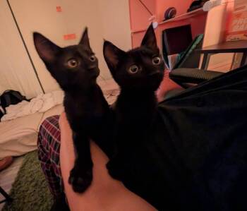 Poco and Loco - can be adopted as singles -  American Shorthair Cat for Adoption in Philadelphia, Pennsylvania - Poco And Loco - Can Be Adopted As Singles | PetCurious