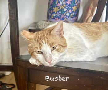American Shorthair and Domestic Short Hair Cats Available for Adoption in Mission Viejo, California - Buster | PetCurious