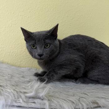 Hana -  Domestic Short Hair Cat for Adoption in Las Vegas, Nevada - Hana | PetCurious