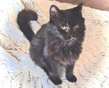 Rescue Domestic Long Hair and Maine Coon Cats for Adoption in Fort Myers, Florida - Sia | PetCurious