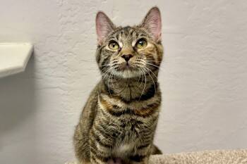 Opaline -  Domestic Medium Hair Cat for Adoption in Fountain Hills, Arizona - Opaline | PetCurious