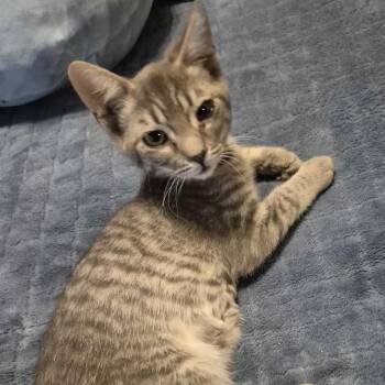 Rescue Domestic Short Hair Cats for Adoption in Jacksonville, Oregon - Gretchen | PetCurious