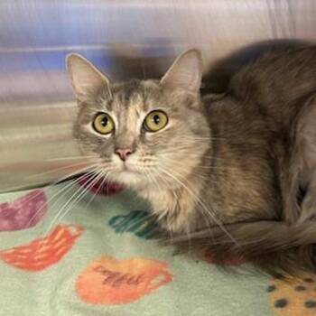 Stormy -  Domestic Short Hair Cat for Adoption in Knoxville, Tennessee - Stormy | PetCurious