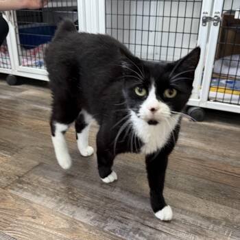 Kemps -  Domestic Short Hair Cat for Adoption in Oconto, Wisconsin - Kemps | PetCurious