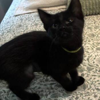 Nora -  Domestic Short Hair Cat for Adoption in Kenosha, Wisconsin - Nora | PetCurious