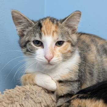 Rescue Domestic Short Hair Cats for Adoption in Milford, Iowa - Musa | PetCurious