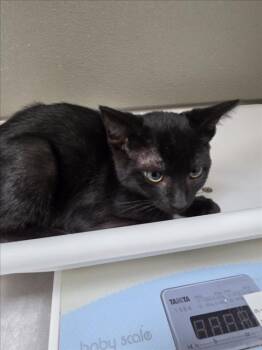 STANLEY -  Domestic Short Hair Cat for Adoption in Tracy, California - STANLEY | PetCurious