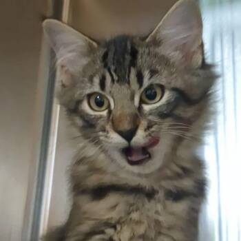 Rover -  Domestic Medium Hair Cat for Adoption in Shinnston, West Virginia - Rover | PetCurious