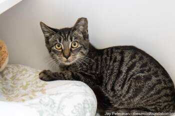 J. Peterman -  Domestic Short Hair Cat for Adoption in Bloomfield, Connecticut - J. Peterman | PetCurious