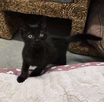 Domestic Short Hair Cats Available for Adoption in New Rochelle, New York - Taffy | PetCurious