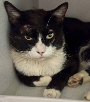 -Colby -  Domestic Short Hair Cat for Adoption in Red Bluff, California - -Colby | PetCurious