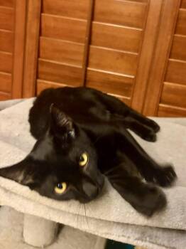 Thor -  Domestic Short Hair Cat for Adoption in Panama City, Florida - Thor | PetCurious