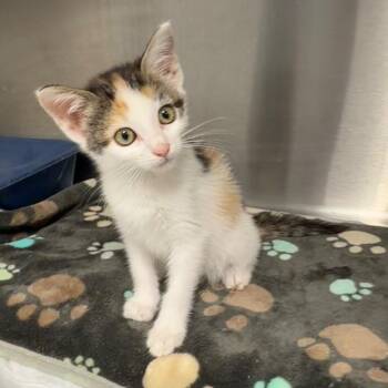 Snow -  Domestic Short Hair Cat for Adoption in Nevada, Missouri - Snow | PetCurious