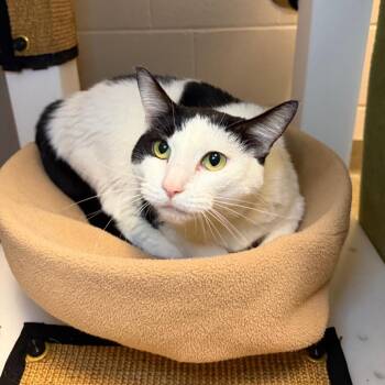 Millie -  Domestic Short Hair Cat for Adoption in Council Bluffs, Iowa - Millie | PetCurious