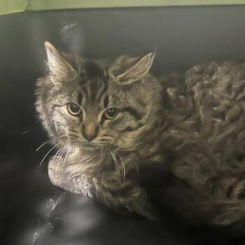 Rescue Domestic Short Hair Cats for Adoption in Fairport, New York - Goliath | PetCurious