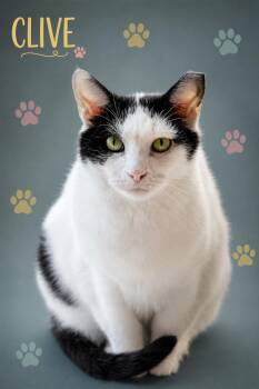Clive (FCID# 01/06/2026 - 410 Trainer) -  Domestic Short Hair Cat for Adoption in Greenville, Delaware - Clive (FCID# 01/06/2026 - 410 Trainer) | PetCurious
