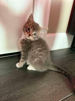 Linus -  Domestic Short Hair Cat for Adoption in Calgary, Alberta - Linus | PetCurious