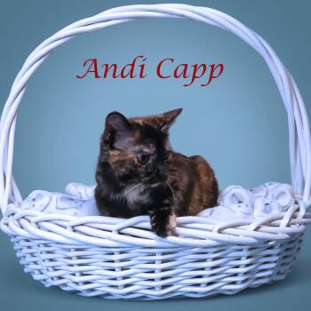 Domestic Short Hair Cats Available for Adoption in Lebanon, Tennessee - Andi Capp C26-110 | PetCurious
