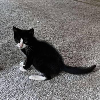 Domestic Short Hair Cats Available for Adoption - Shylo | PetCurious