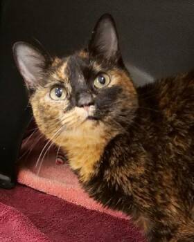 Samoa -  Domestic Short Hair Cat for Adoption in Fishers, Indiana - Samoa | PetCurious