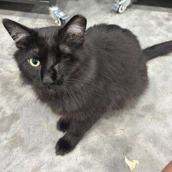 Ozzy -  Domestic Long Hair and Domestic Short Hair Cat for Adoption in Bismarck, North Dakota - Ozzy | PetCurious