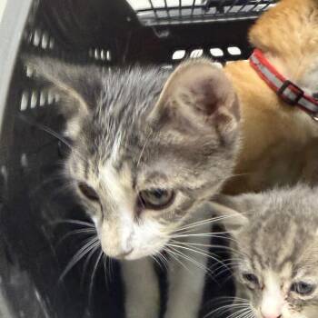 Lisa -  Domestic Short Hair Cat for Adoption in Philadelphia, Pennsylvania - Lisa | PetCurious