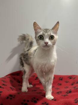 Rose (part Persian) -  Persian Cat for Adoption in Fairfax, Virginia - Rose (part Persian) | PetCurious