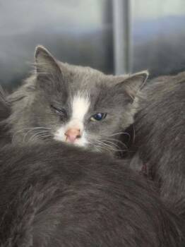 Domestic Medium Hair Cats Available for Adoption in Danielsville, Georgia - Esme | PetCurious