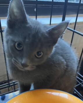 Domestic Short Hair Cats Available for Adoption - Ram 4845 | PetCurious