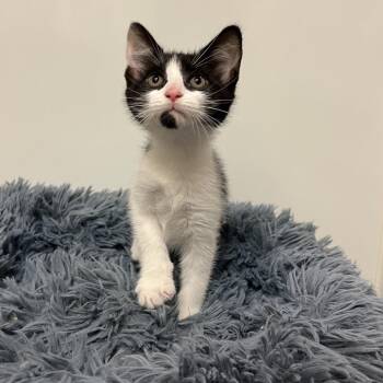 Hardy -  Domestic Short Hair Cat for Adoption in East Hampton, New York - Hardy | PetCurious