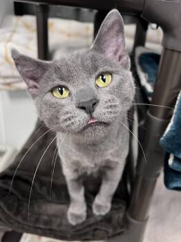 Domestic Short Hair Cats Available for Adoption - Skylar | PetCurious