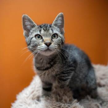 Rory -  Domestic Short Hair Cat for Adoption in Gainesville, Georgia - Rory | PetCurious