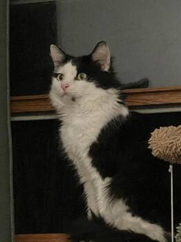 Sheffield -  Domestic Long Hair Cat for Adoption in Wheaton, Illinois - Sheffield | PetCurious