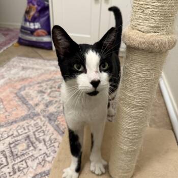 Suede -  Domestic Short Hair Cat for Adoption in Chandler, Arizona - Suede | PetCurious