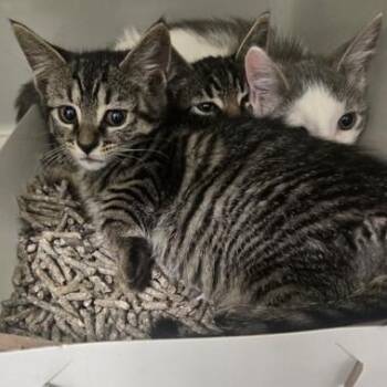 Pozole -  Domestic Short Hair Cat for Adoption in Phoenixville, Pennsylvania - Pozole | PetCurious