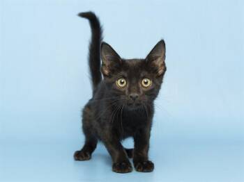 CROW -  Domestic Short Hair Cat for Adoption in Phoenix, Arizona - CROW | PetCurious