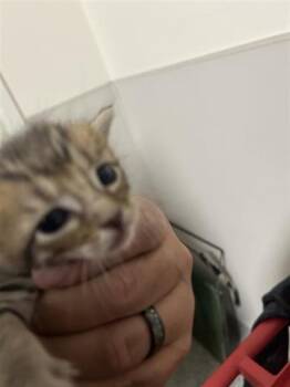 Rescue Domestic Short Hair Cats for Adoption in Houston, Texas - A645124 | PetCurious